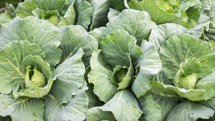 Green Cabbage in Organic Farm.Concept of clean, safe, healthy food.