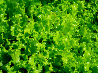 Close up of fresh green organic lettuce leaves texture background..