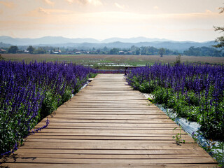 Wooden bridge over the purple flower garden heading to a beautiful landscape with the local village,  mountain, and golden sunset sky background.