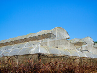 Glass greenhouse planting on blue sky background. Flower, plants crop greenhouses, view from outside.