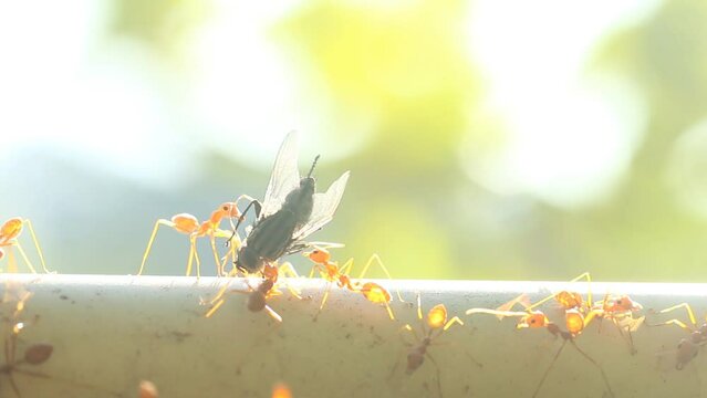 Ants are biting a dead fly  , out door Chiangmai Thailand