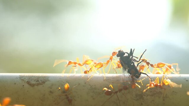 Ants are biting a dead fly  , out door Chiangmai Thailand