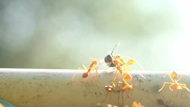 Ants are biting a dead fly  , out door Chiangmai Thailand