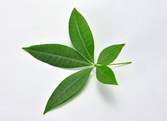 green leaves on white background