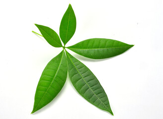 green leaves isolated on white