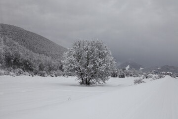 Winter in the Balkans. Snow covered trees. 