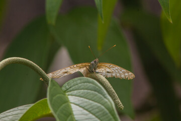 borboleta-nynphalinae