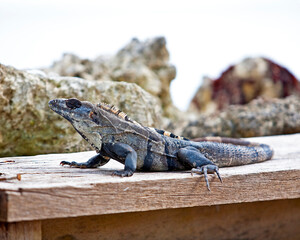 iguana on the rock