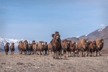 camels herd portrait steppe mountains spring
