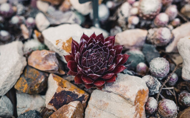 sempervivum