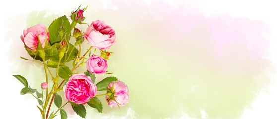 bouquet of pink rose flowers on drawn watercolor background. Buds and leaves of Pink rose flower...