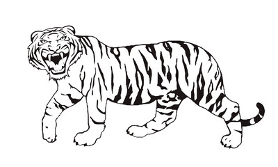 Tiger walking, black and white color, vector illustration isolated hand drawn