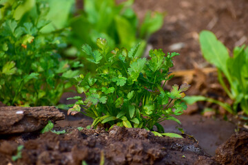 Close up fresh growing green coriander (cilantro) leaves.