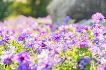 Obraz premium Purple petunia flower blooming field in garden with blurry background & soft sunlight. flowers blooming on softness style in spring summer under sunrise