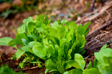 Young leaves of spinach.Sprouts spinach growing in garden. Green shoots. Young greens for salad