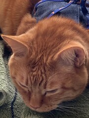 青い服を着たチャトラの猫