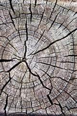 Fototapeta premium wood texture