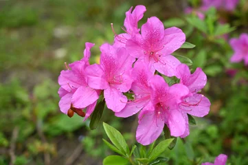Gardinen The park is covered with watery rose-colored azaleas © youm