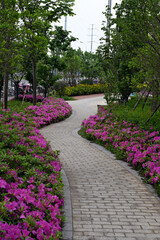path in the garden