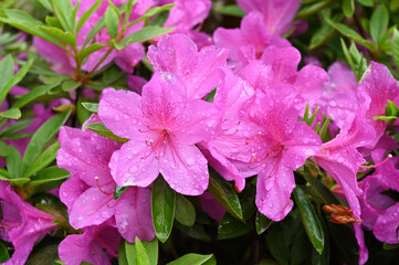 The park is covered with watery rose-colored azaleas