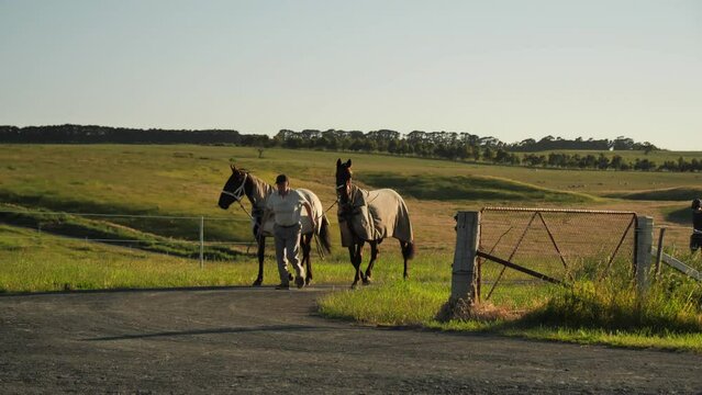 Man walking two horses up path during golden hour