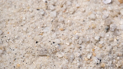 浜辺のカニが擬態、カモフラージュ