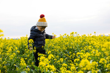 A little boy with a hat plays in a field of rape flowers