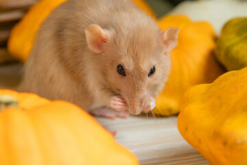 Dumbo rat holds a pumpkin lying on the floor with its paws. Beige mouse. Orange pumpkin patissons lie on the table for the autumn season.