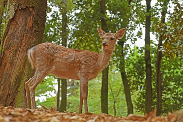 奈良公園のシカ