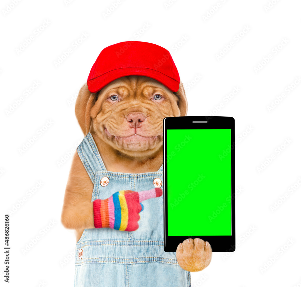 Poster Happy puppy wearing red cap points on smartphone with empty green screen. Isolated on white background