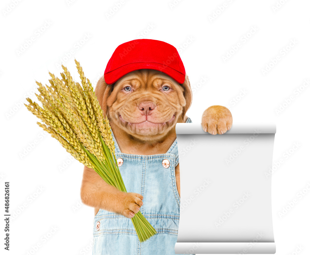 Poster Smiling puppy farmer holding a bunch of wheat and showing empty list. Isolated on white background