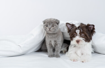 Biewer yorkshire terrier and tiny kitten lying together under warm blanket on a bed at home and looks away on empty space