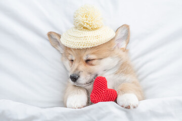 Cozy Pembroke Welsh corgi puppy  wearing warn hat sleeps on a bed at home with red heart. Top down view