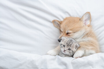 Cozy Pembroke Welsh corgi puppy hugs tiny tabby fold kitten under white warm blanket on a bed at...