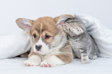 Funny kittens whispering secrets in the puppy's ear under white warm blanket on a bed at home