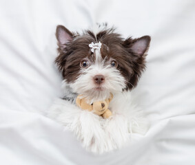 Cozy Biewer Yorkshire terrier  puppy hugs favorite toy bear on a bed at home and. Top down view