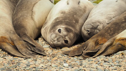 Península Valdés Argentina  sea lion