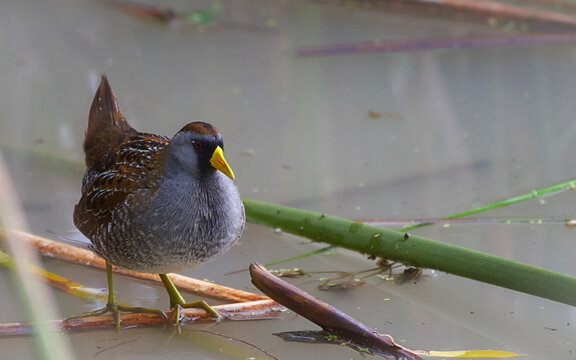 A closeup of a Sora bird perched on a branch in a pond with a blurry background