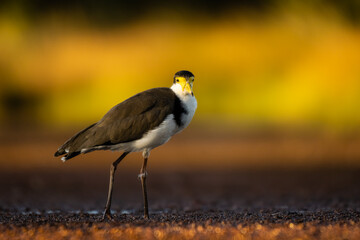 Masked Lapwing (Plover) - Vanellus miles with a stunning background