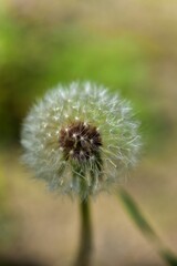 Macro photo of a dandelion flower seeds 