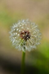 Macro photo of dandelion flower seeds