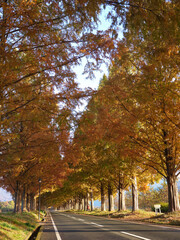 Naklejka premium 滋賀県メタセコイア並木道