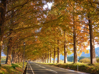 滋賀県メタセコイア並木道