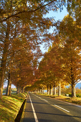 Fototapeta premium 滋賀県メタセコイア並木道