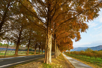 Fototapeta premium 滋賀県メタセコイア並木道