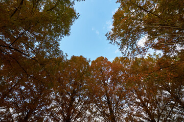 滋賀県メタセコイア並木道