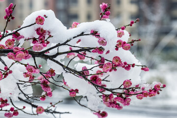 red plum blossoms bloom in cold winter