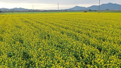 A field of yellow rape flowers