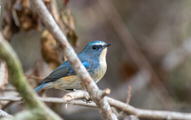 青い鳥　ルリビタキ