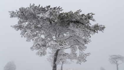 美しい樹氷